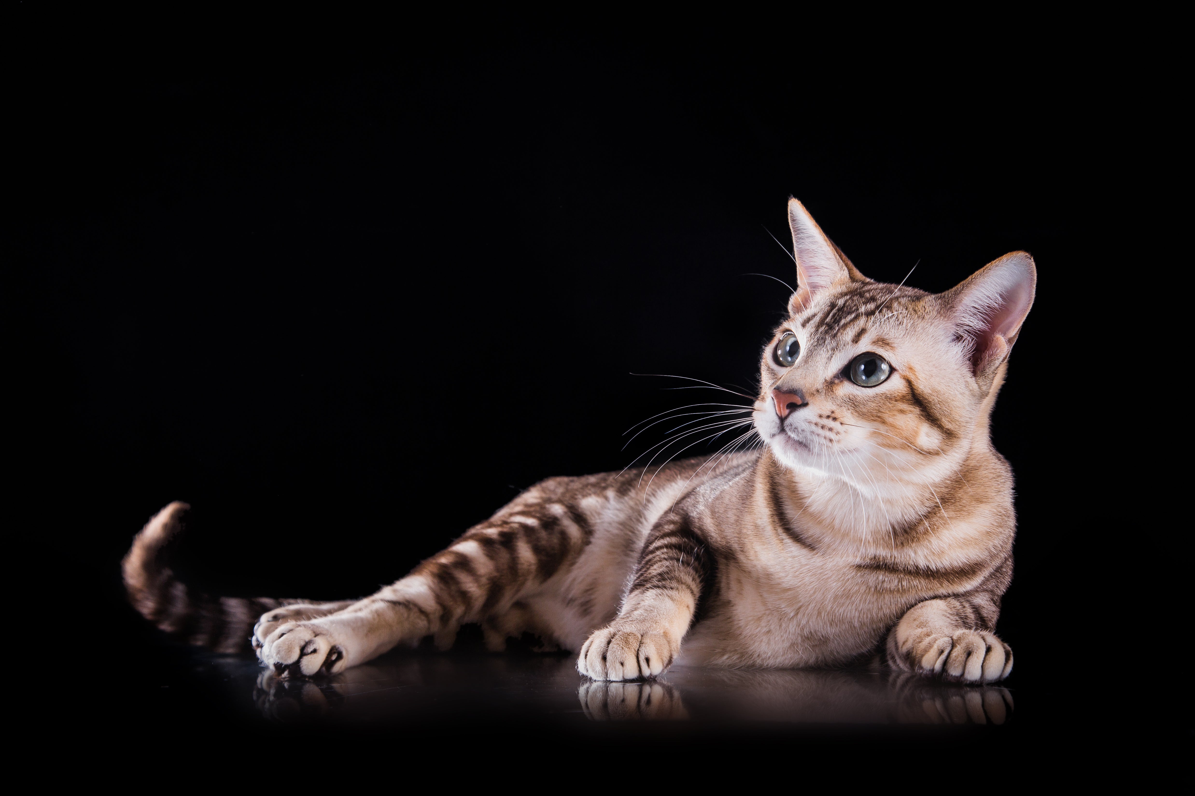 Regulament concurs #AntipouxCat