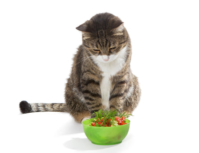 Cerințe nutriționale la pisici
