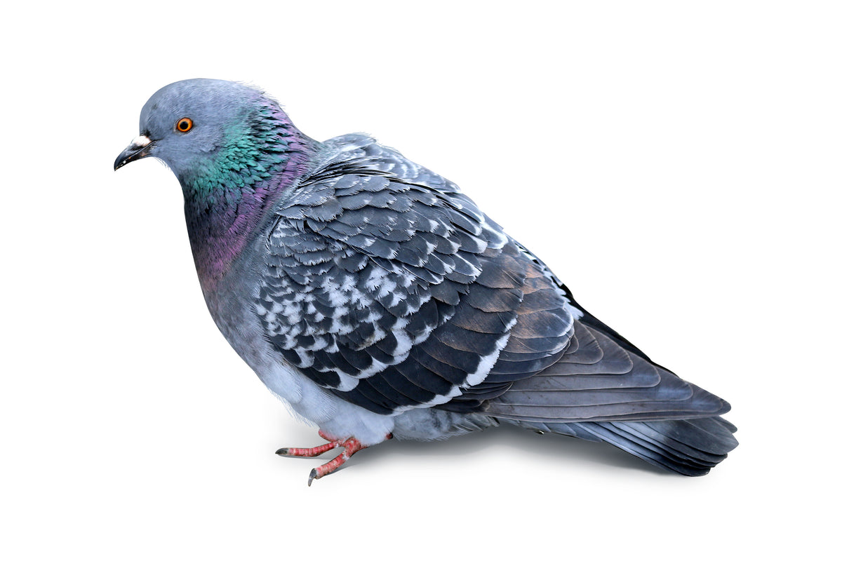 10 lucruri interesante despre porumbei