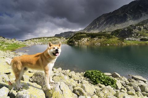 Akita Inu - Ghid turistic în Japonia