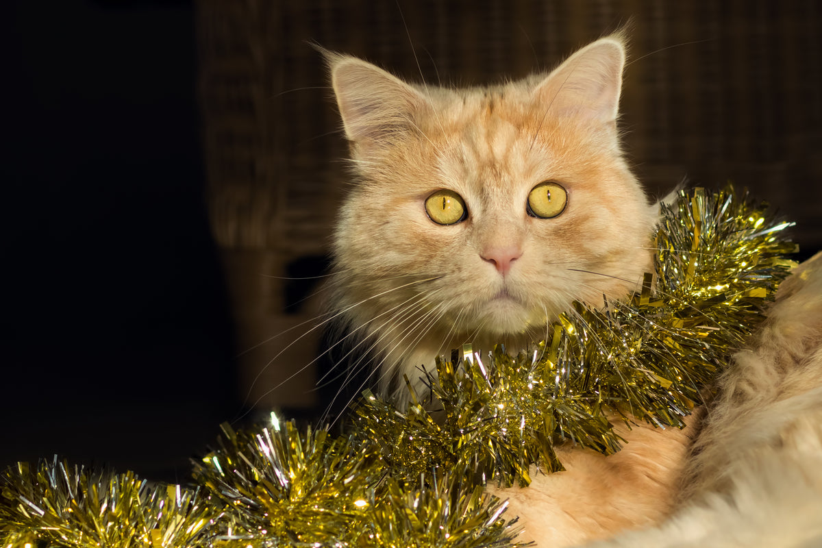 Pisicile și pomul de Crăciun