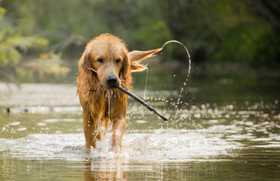 7 paraziți prezenți în apă care pot infesta câinele în timp ce înoată