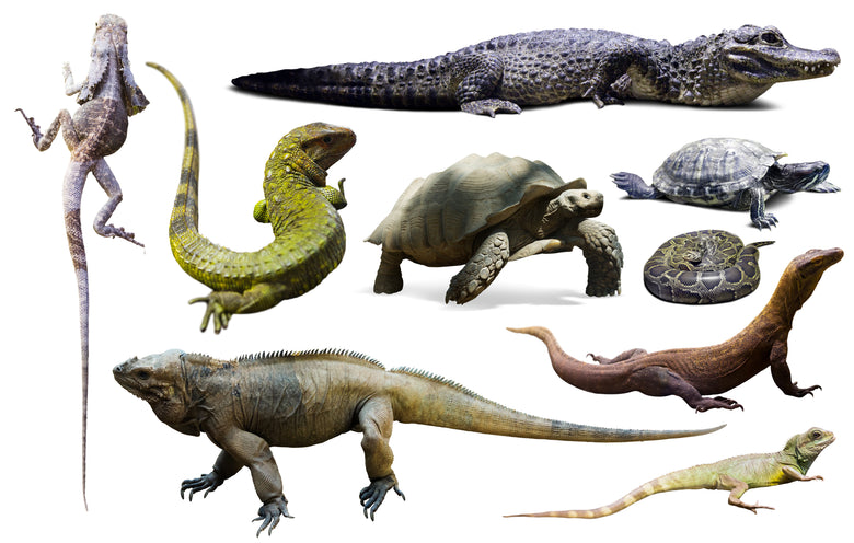 Diferențe dintre reptile și amfibieni