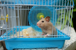 Este hamsterul animalul de companie potrivit pentru dumneavostră?