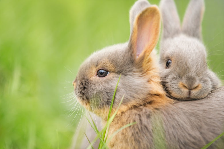 Cât de mult trăiesc iepurii ca animale de companie?