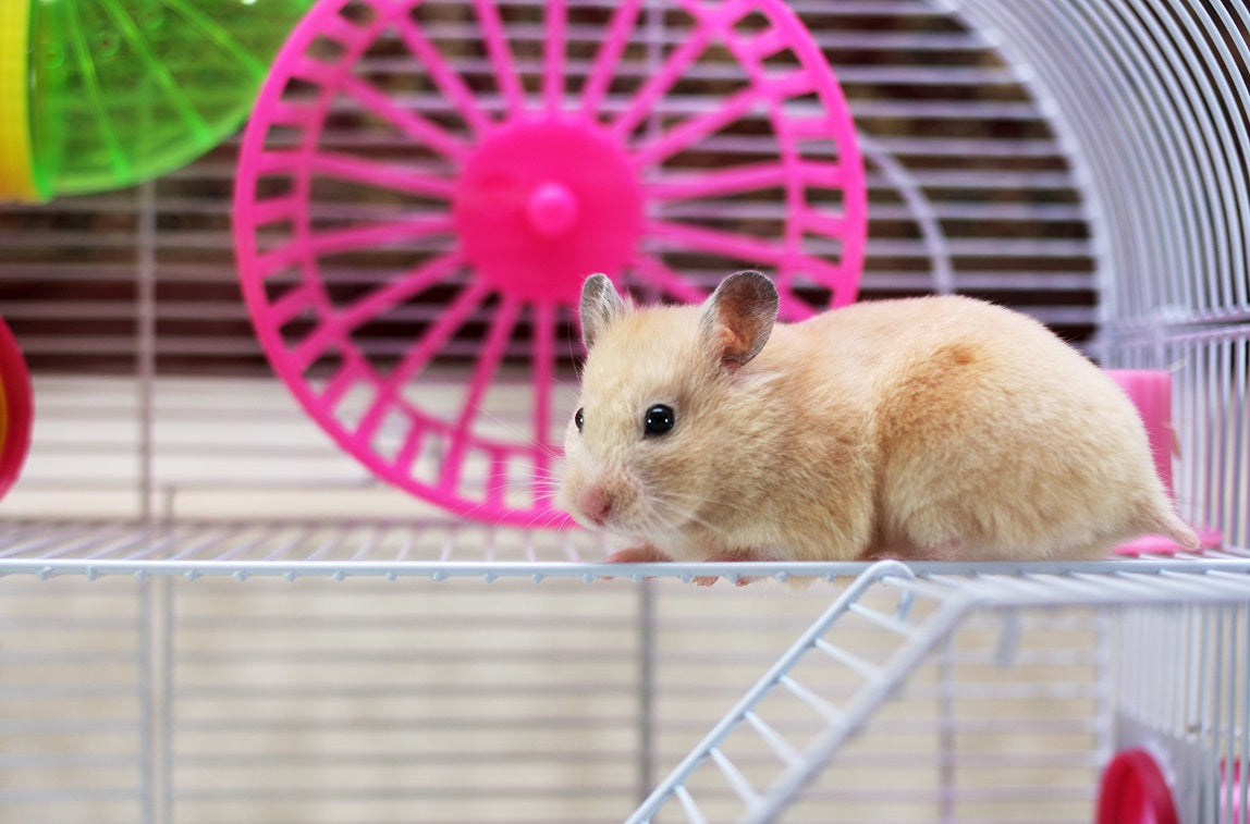 Confortul dă fericirea hamsterilor