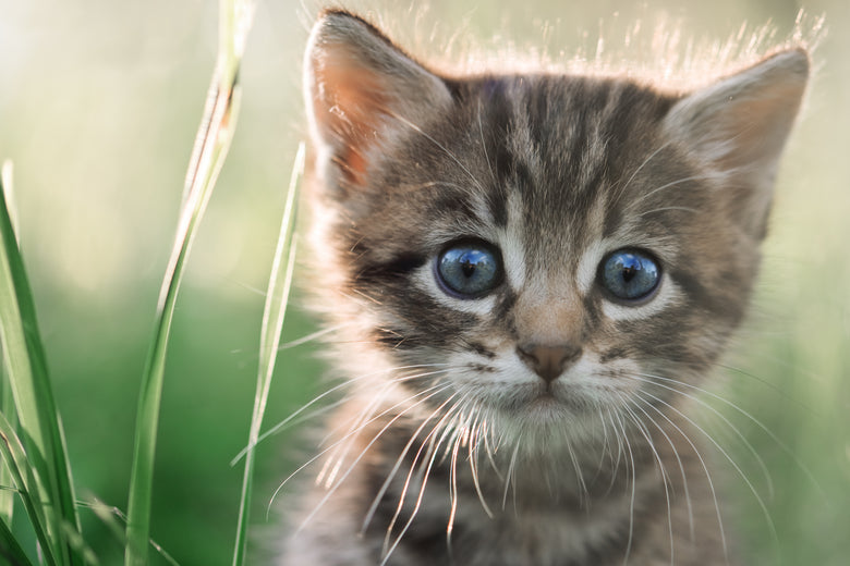 15 lucruri pe care sigur nu le știați despre pisici!