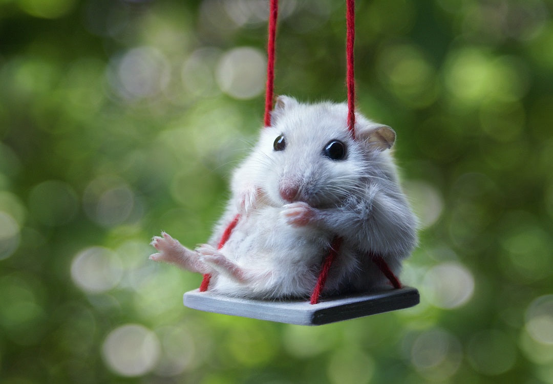 Tot despre hamsteri...