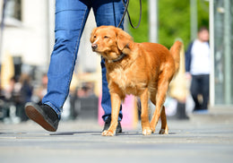 Fitness pentru animale de companie cu artroză