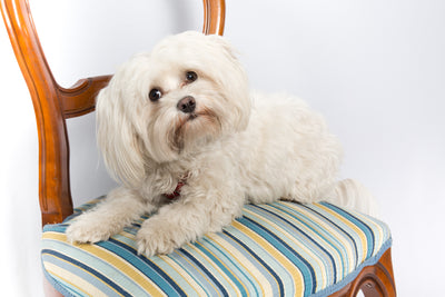 Fotografierea unui animal de companie, sfaturi rapide: Captarea și păstrarea atenției unui câine