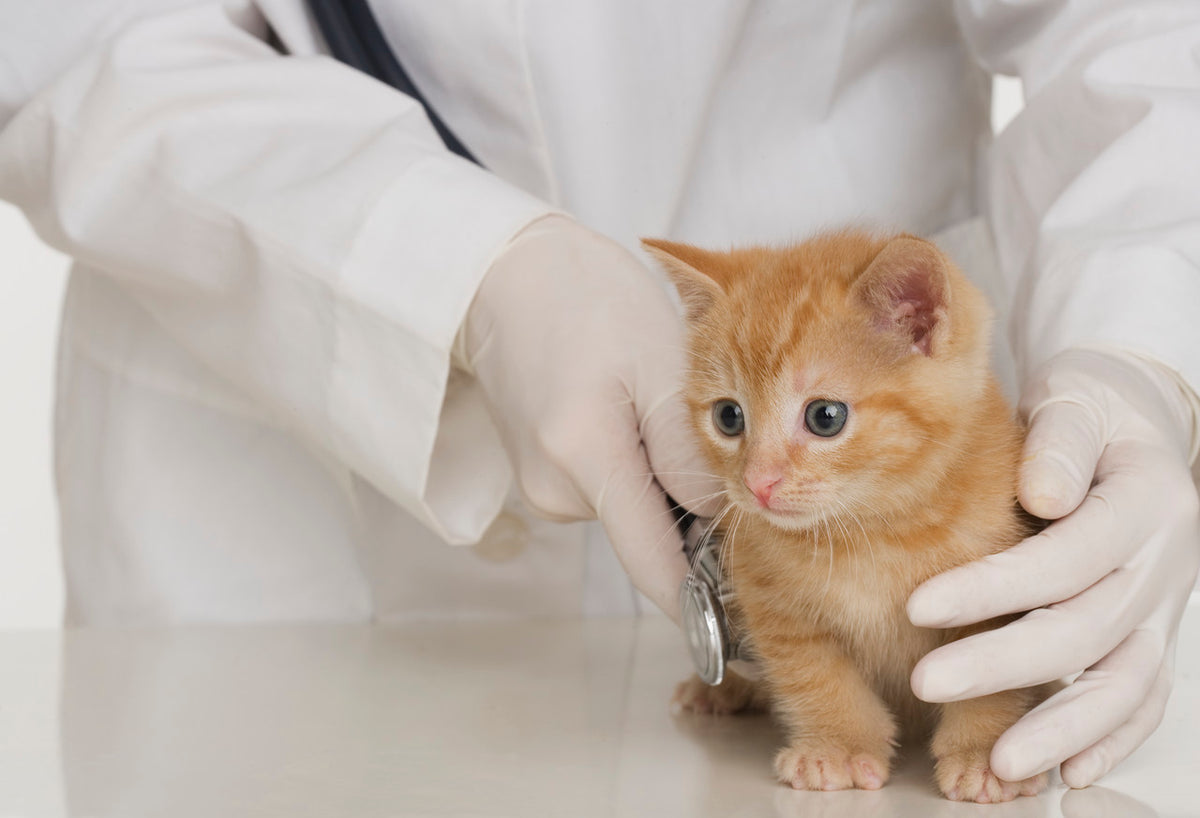 Trebuiesc vaccinate pisicile?