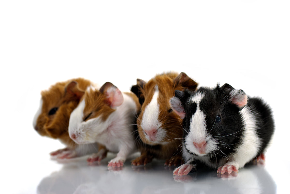 Hamsterii și indicatorii economici