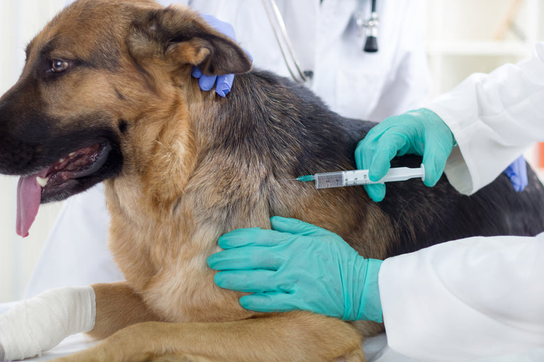 Scheme de vaccinare la câine specifice României