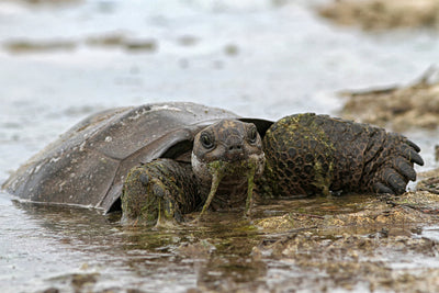Broaștele țestoase din Atolul Aldabra